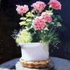 "Geraniums" - 58cm x 48cm - €500